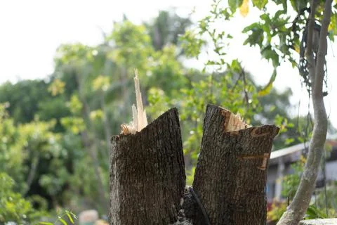 Stumps of cut down tree Stock Photos