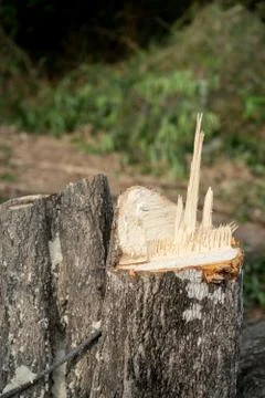 Stumps of cut down tree Stock Photos
