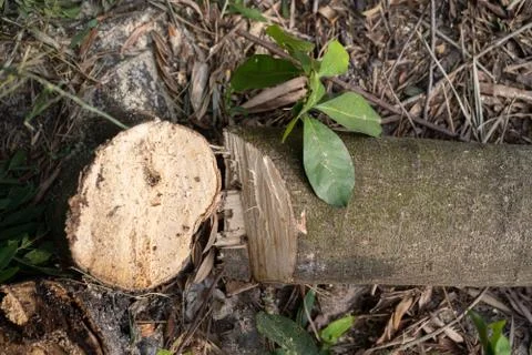 Stumps of cut down tree Stock Photos