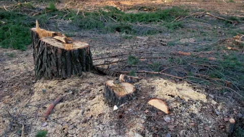 Stumps from felled pine trees in the forest, illegal tree cutting deforestation. Stock-Footage 311861513
