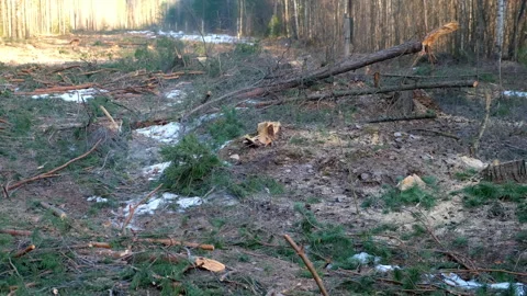 Stumps from felled pine trees in the forest, illegal tree cutting deforestation. Stock Footage 311861732
