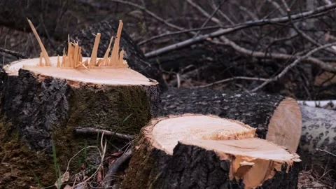 Stumps of fresh sawn trees in wild forest. splinters, broken branches. closeup. Stock Footage 229835462