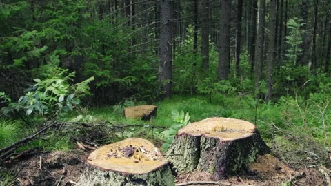 Stumps of freshly cut trees Видео 258847640