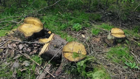 Stumps of freshly cut trees Stock Footage 258847748