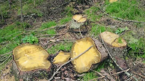 Stumps of freshly cut trees Stock Footage 258847754
