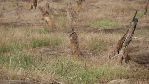Stumps of trees, burned peat swamp forest aftermath Stock Footage 158407943