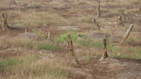 Stumps of trees, burned peatlands aftermath Stock Footage 158407724