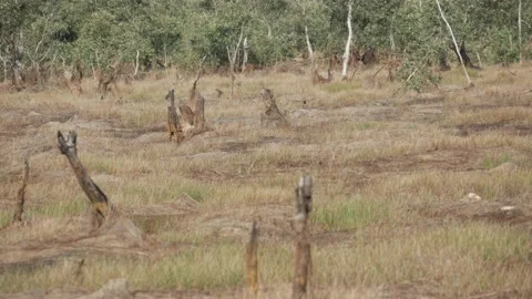 Stumps of trees caused by peat swamp forest fire Stock Footage 158408291