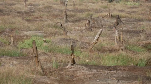 Stumps of trees on the peat swamp forest Stock Footage 158407677