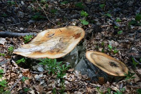 The stumps of two cut trees in the forest Stock Photos