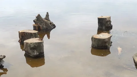 Stumps in the water Stock Footage 199680573