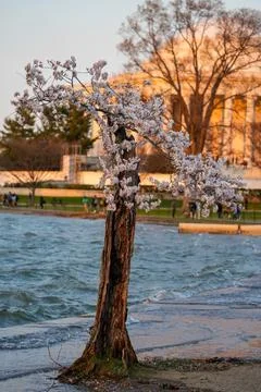 Stumpy, the famous Washington DC cherry blossom tree, in full bloom Stock Photos