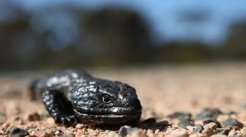 Stumpytail or Shingleback lizard in Australia HD Vidéo 44622041