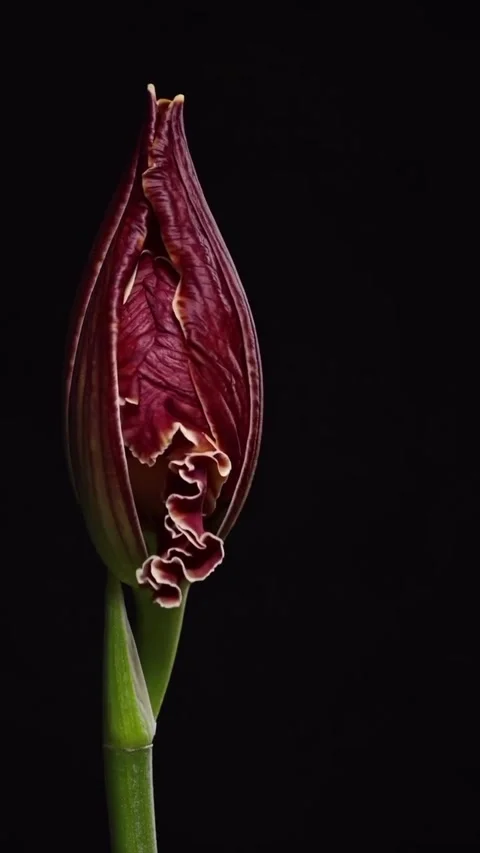 A stuning timelapse video of flowers blooming in spring Stock Footage 318573109