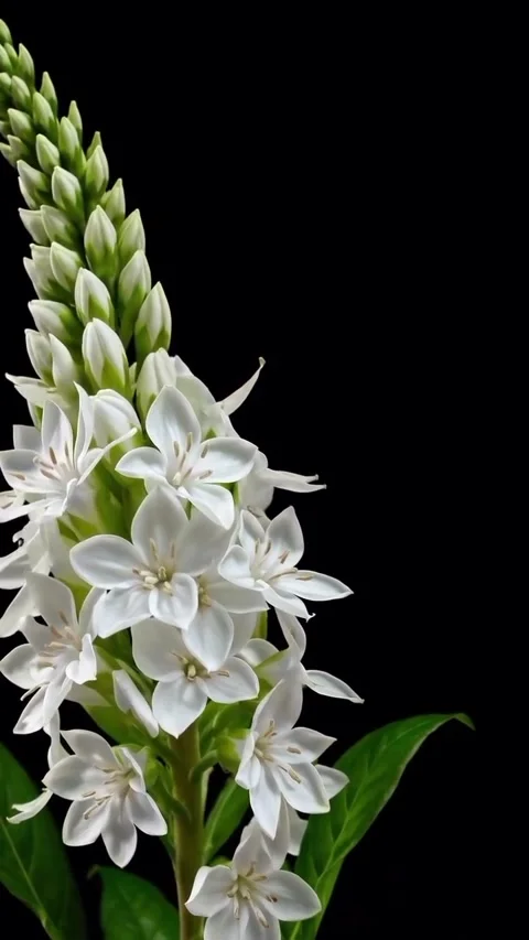 A stuning timelapse video of flowers blooming in spring Stock Footage 318573149
