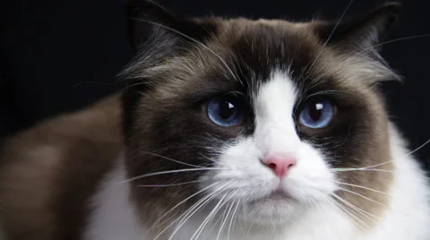 The Stunned Look of a Cute Cat at Something Stock Footage 35513361