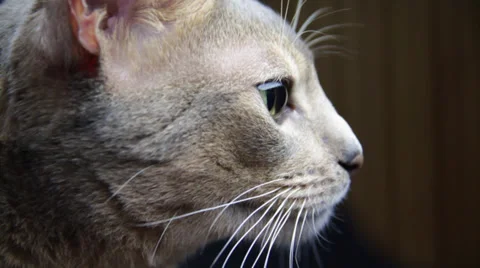 The Stunned Look of a Kitten Stock Footage 35502252