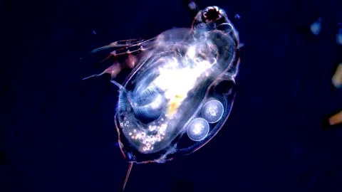 Stunning 4K Dark Field Microscopy of Water Flea Movement, 200x Stock Footage 317837059