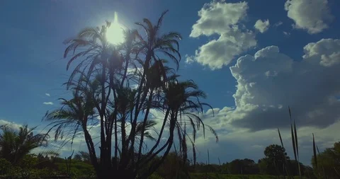 Stunning 4K gimbal arc tracking shot of palm tree Stock Footage 121994738