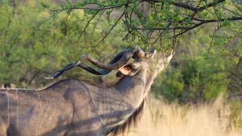 A stunning 4K High Res video clip of a male kudu with impressive, spiraled horns Stock Footage 290233733