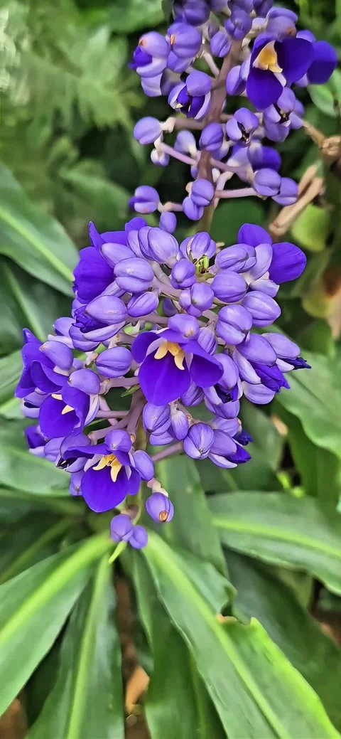 Stunning 4K Macro of Blue Ginger (Dichorisandra Thyrsiflora) - Copenhagen Botani Stock Footage 333549306