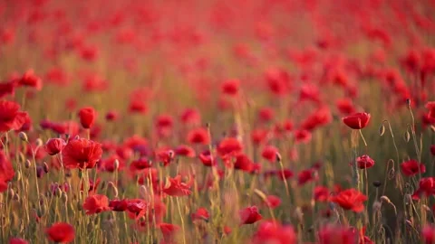 Stunning 4K macro of red poppy in wind, soft bokeh field behind. Stock Footage 310097683