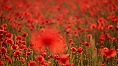 Stunning 4K slow-motion of red poppies swaying in the breeze, capturing nature s Stock Footage 295867096