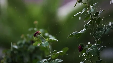 A Stunning 4k Slow Motion video of a Lowveld storm in Johannesburg Stock Footage 259643041