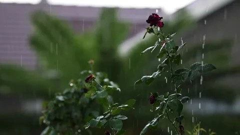 A Stunning 4k Slow Motion video of a Lowveld storm in Johannesburg Stock Footage 259643044
