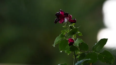 A Stunning 4k Slow Motion video of a Lowveld storm in Johannesburg Stock Footage 259643059