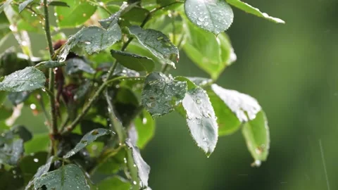 A Stunning 4k video of a Lowveld storm in Johannesburg in South Africa Stock Footage 259590153