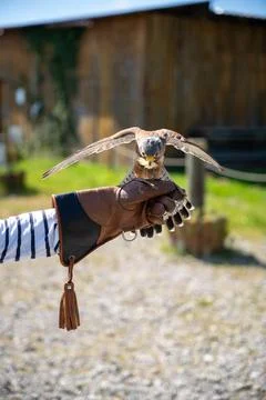 A stunning action shot captures a common kestrel poised on a handler's gloved Stock Photos