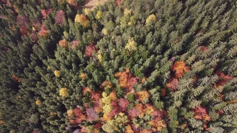 Stunning Aerial Pattern of Evergreen and Golden Autumn Forest Stock Footage 339649323