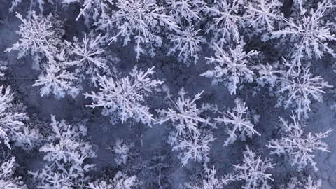 Stunning aerial perspective slowly flying over snow covered pine trees in a w Stock Footage 323965967