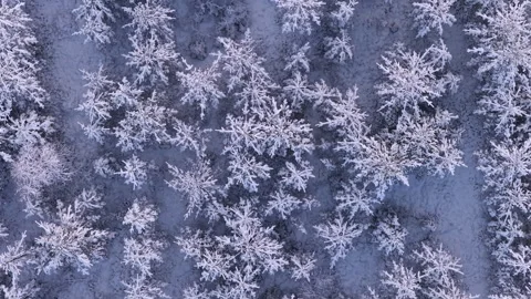 Stunning aerial perspective of a winter forest in Sweden, where snow covered Stock Footage 323966093