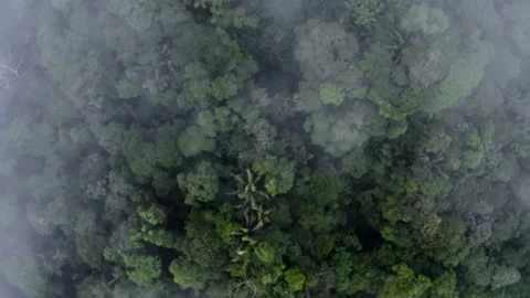 Stunning aerial top down view of tropical forest canopy: tree crowns with fog Vidéo 165845212