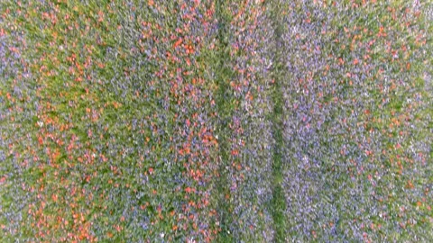 Stunning aerial top-down view of blossoming poppy meadows. Vilnius, Lithuania. 스톡 동영상 279607036
