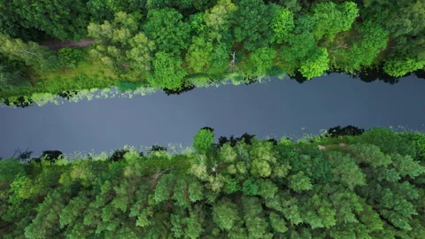 Stunning Aerial View of Dense Evergreen Forest and River. Picturesque View of Stock Footage 255212341