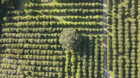 Stunning Aerial View of a Lush Figtree Nestled in a Vibrant Macadamia Farm 스톡 동영상 304483498