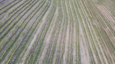 Stunning aerial view of lush rows of vineyards Stock Footage 294625833