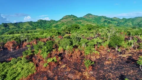 A stunning aerial view of a mountain forest after a fire. Stock Footage 320723209