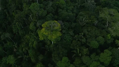 Stunning aerial view of prime Amazon forest: tree canopy of tropical forest Stock Footage 165835583
