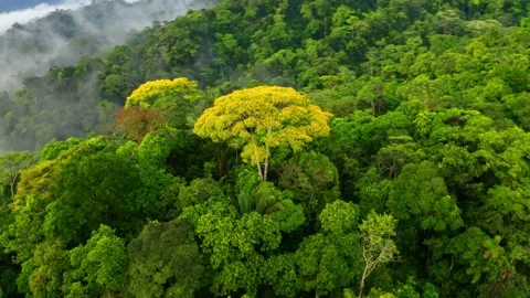 Stunning aerial view of prime Amazon forest: a nature background Vidéo 165846352