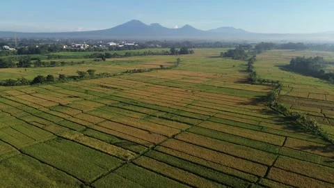 Stunning Aerial View of Rice Fields with Mountain Range at Sunrise - 4K Stock Footage 332587025