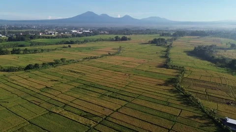 Stunning Aerial View of Rice Fields with Mountain Range at Sunrise - 4K Stock Footage 332587139