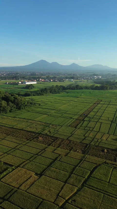 Stunning Aerial View of Rice Fields with Mountain Range at Sunrise - 4K Stock Footage 332587140