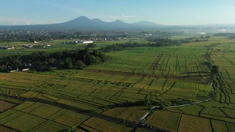 Stunning Aerial View of Rice Fields with Mountain Range at Sunrise - 4K Stock Footage 332587228