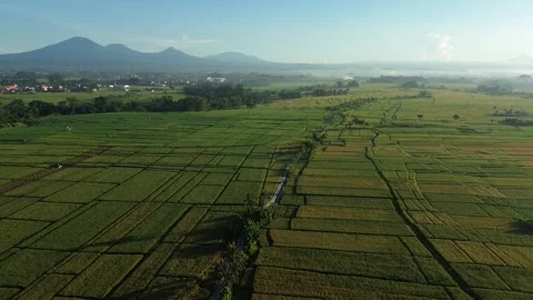 Stunning Aerial View of Rice Fields with Mountain Range at Sunrise - 4K Stock Footage 332587247