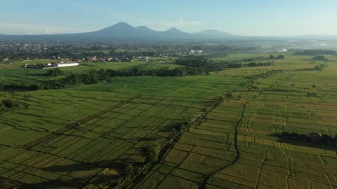 Stunning Aerial View of Rice Fields with Mountain Range at Sunrise - 4K Stock Footage 332587271