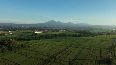 Stunning Aerial View of Rice Fields with Mountain Range at Sunrise - 4K Stock Footage 332587338